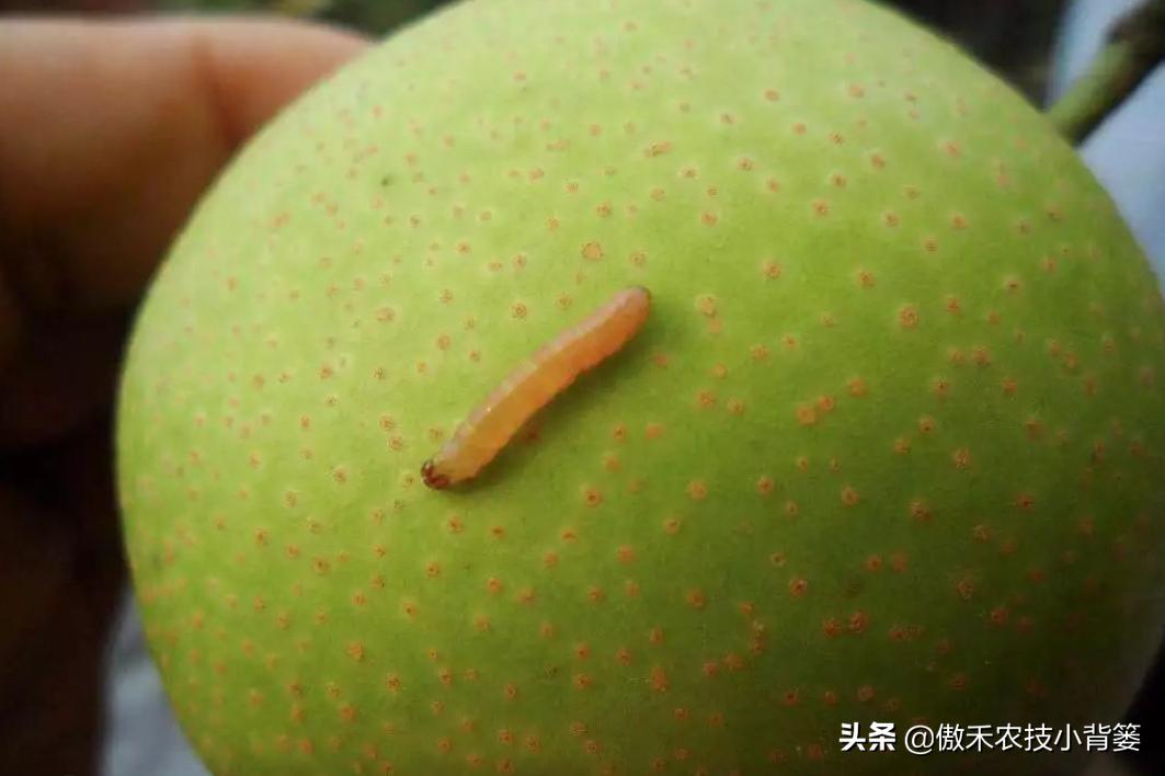 梨小食心虫防治最佳时间,梨小食心虫的为害症状