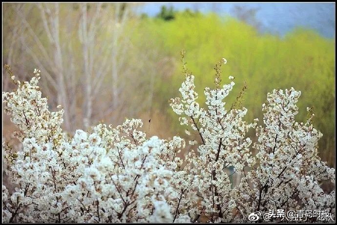 崂山花海,青岛崂山花海