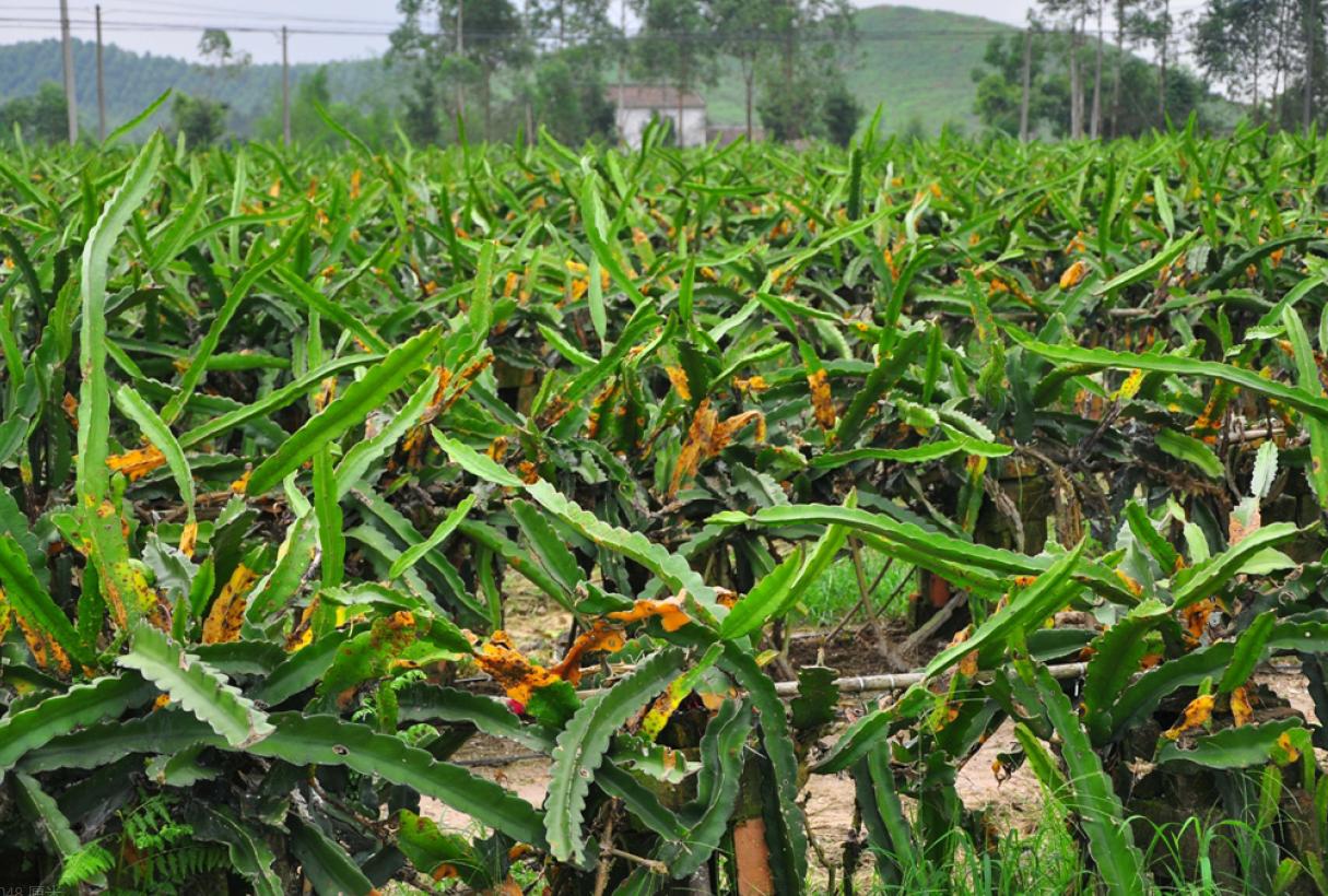 火龙果顶端黄褐色腐烂,火龙果发黄掉果怎么回事