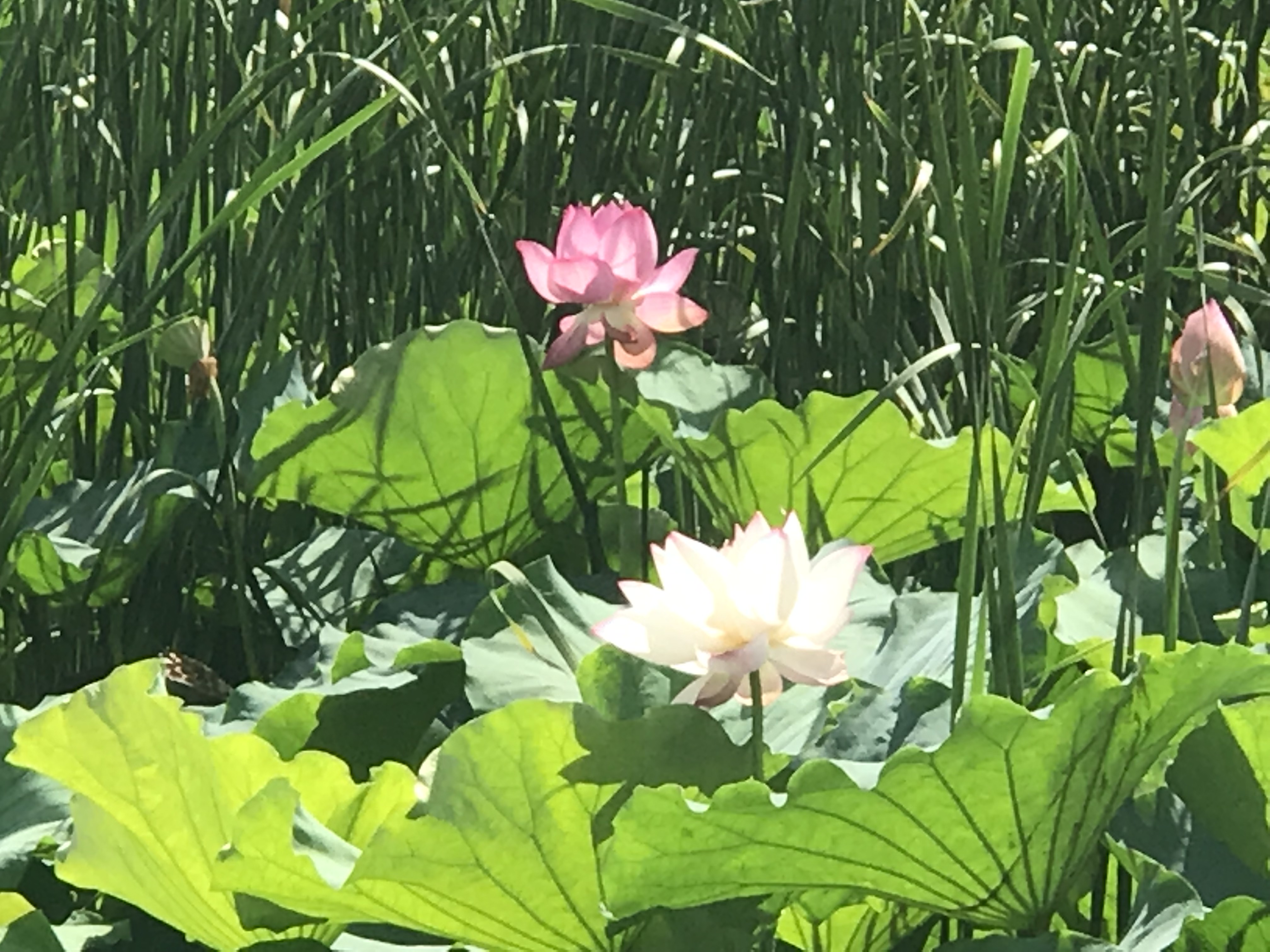 我还是太单纯了,我还是太单纯全文免费阅读