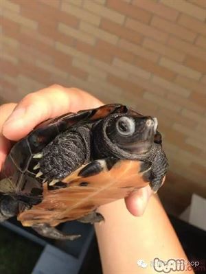 乌龟常见疾病,乌龟常见疾病图解