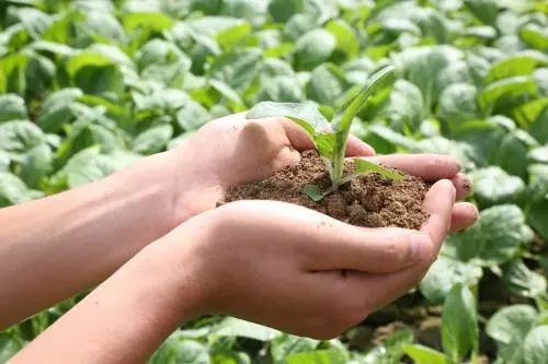 探秘！中国有机农业该如何发力（附国外优秀案例）