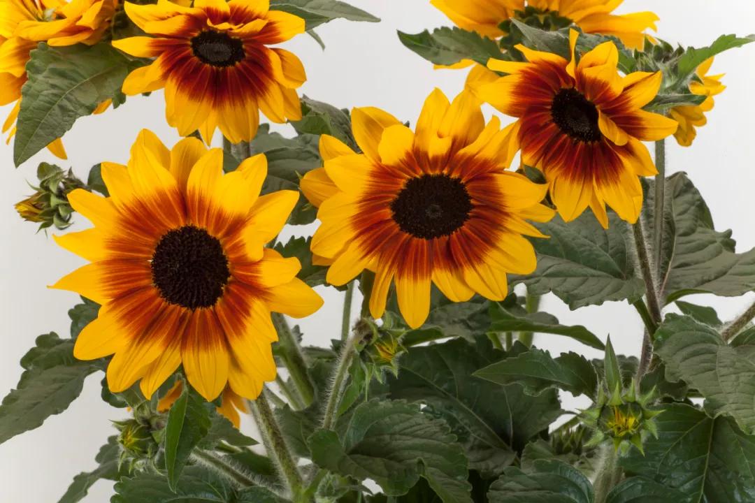 这43个来自世界各地的新品种,快来看看有没有你的菜