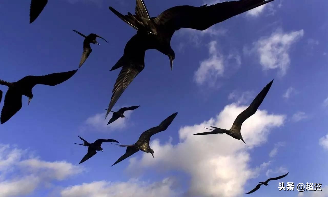 各种动物不睡觉都能活多久,动物可以完全不睡觉吗