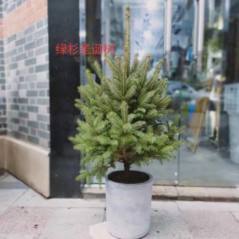 挪威云杉夏天怎么养,挪威云杉温和净肤