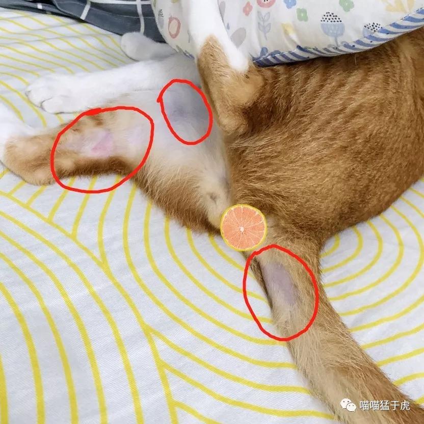 治疗猫咪抑郁症的四个方法图,猫抑郁的最佳治疗方法