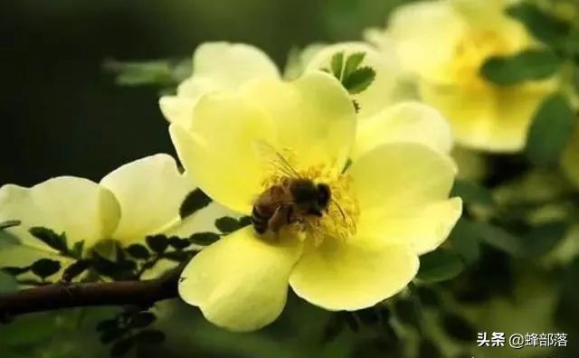 怎么把糖浆放在蜂桶里喂蜜蜂,蜜蜂会不会在蜂箱附近采蜜