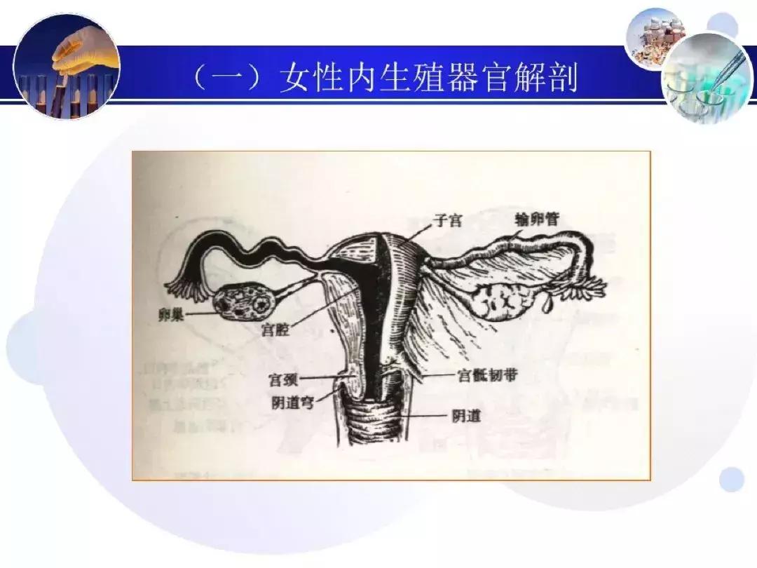 纯干货！子宫及附件解剖和超声诊断