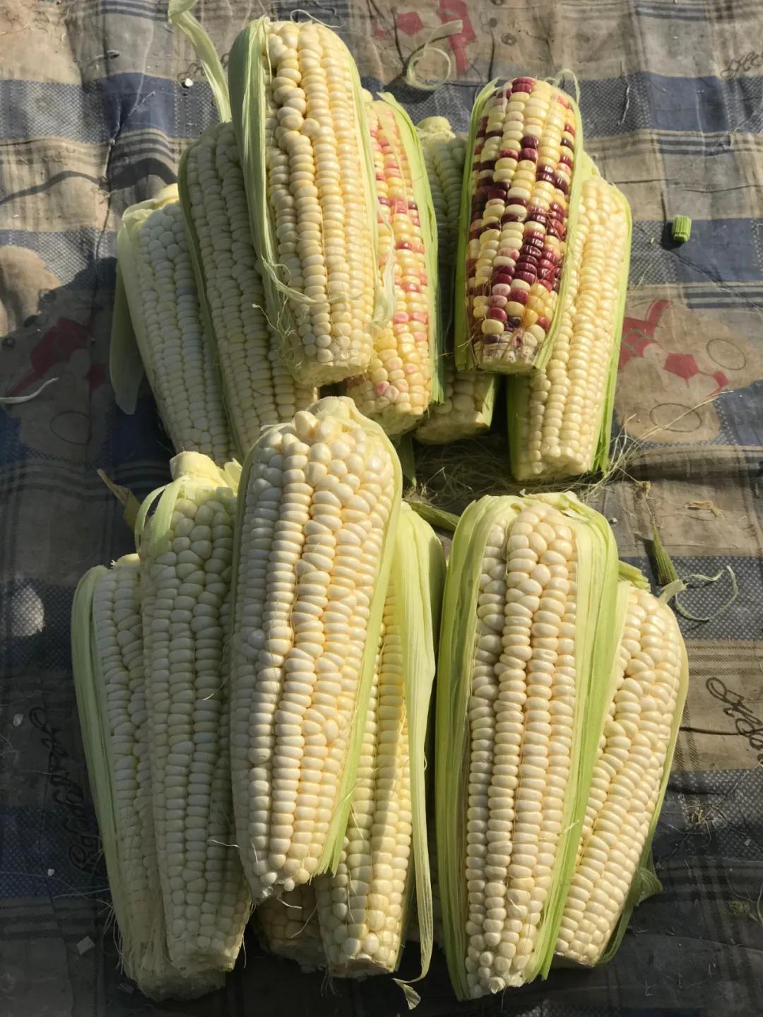 周边最便宜的大集在哪里,10元一两的大集