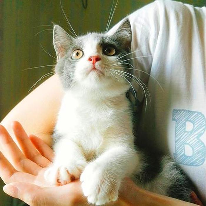 特殊时期如何做好宠物清洁工作？这两点最重要，但仍需注意安全