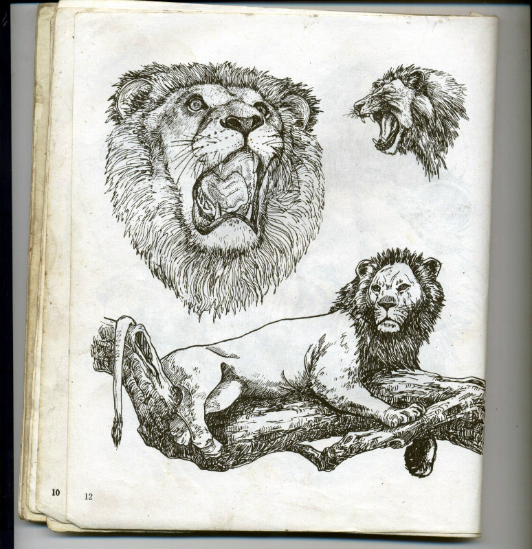 一百幅动物素描,近百幅动物画