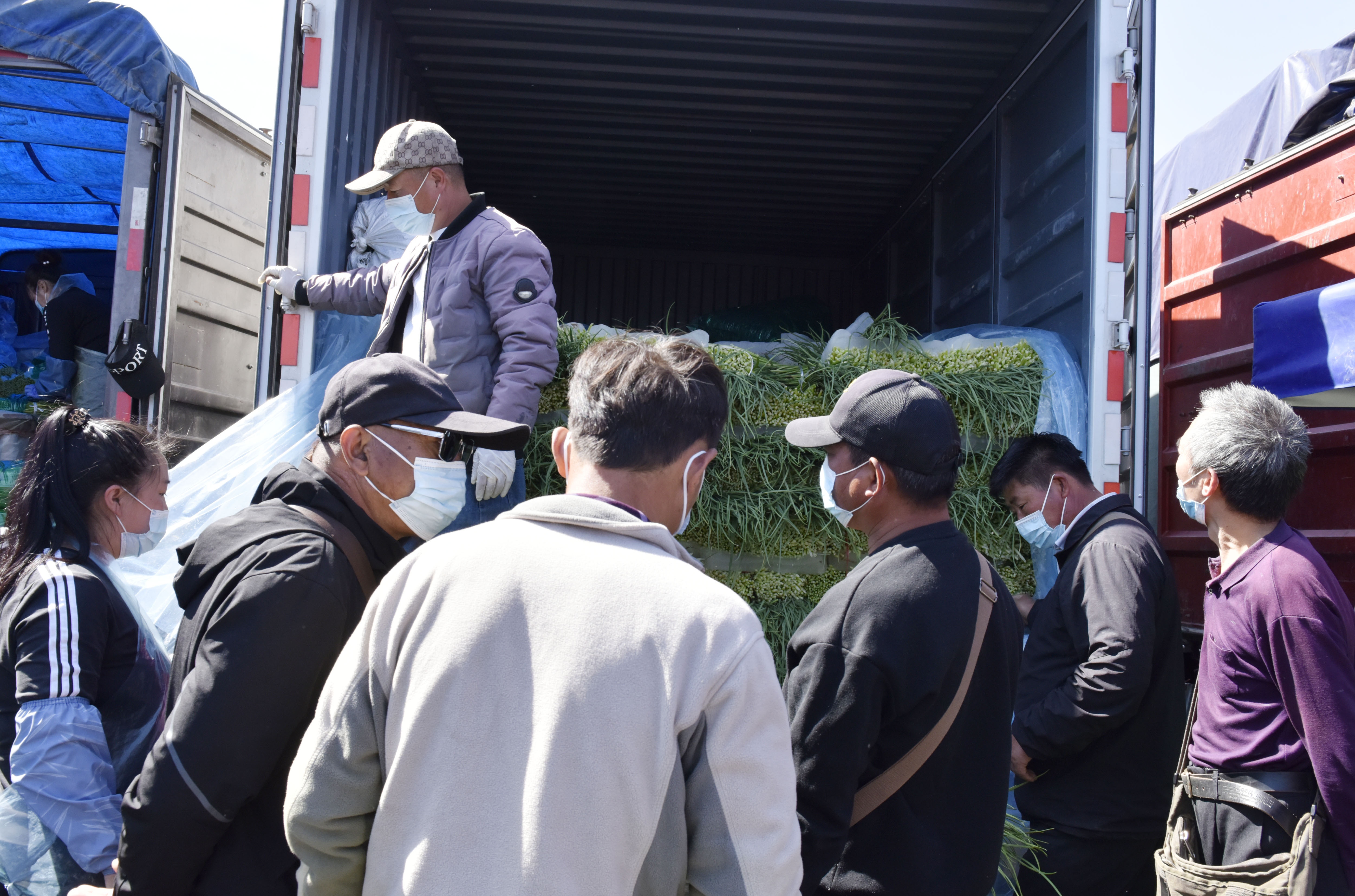 大蒜蒜苔行情分析,新蒜苔批发