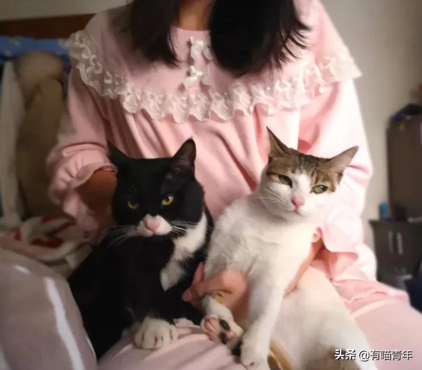 养猫应该如何起名,猫的名字越贱越好养活