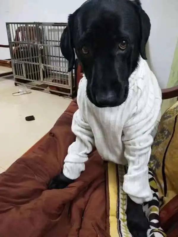 男生猛犬穿女装,男生细狗穿女装