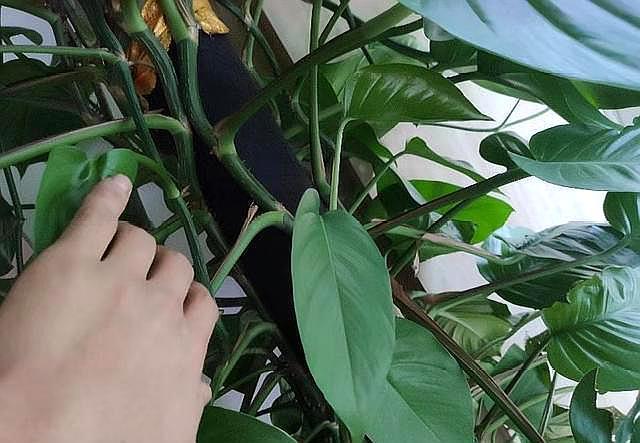 大叶绿萝如何让下部出新叶,大叶绿萝柱下部没叶子了怎么办