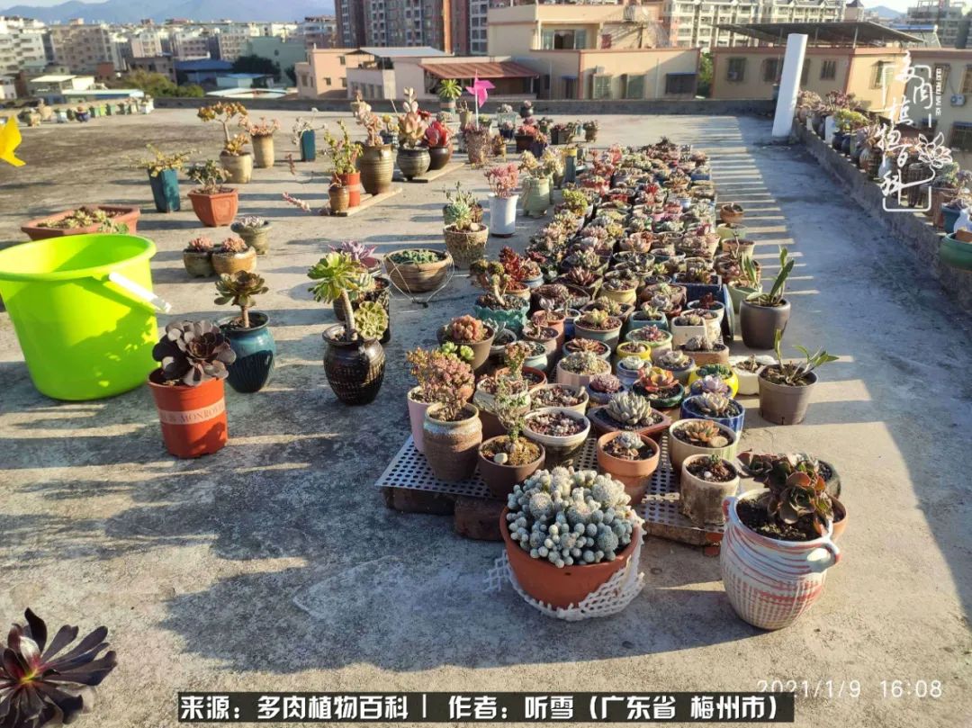 遇见多肉感恩生命中所有的相识,爱上多肉是个压力山大的事