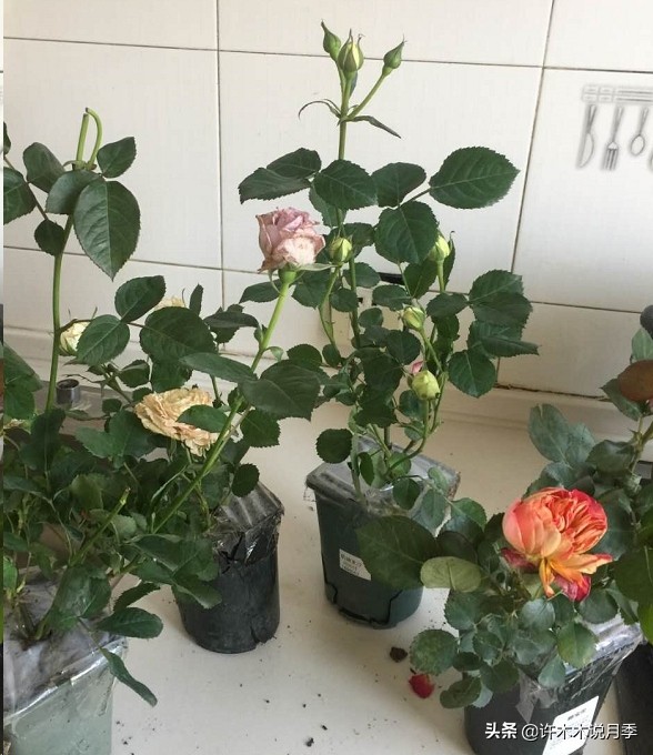 如何养月季花的技巧和施肥时间,月季怎么养开大花好看视频