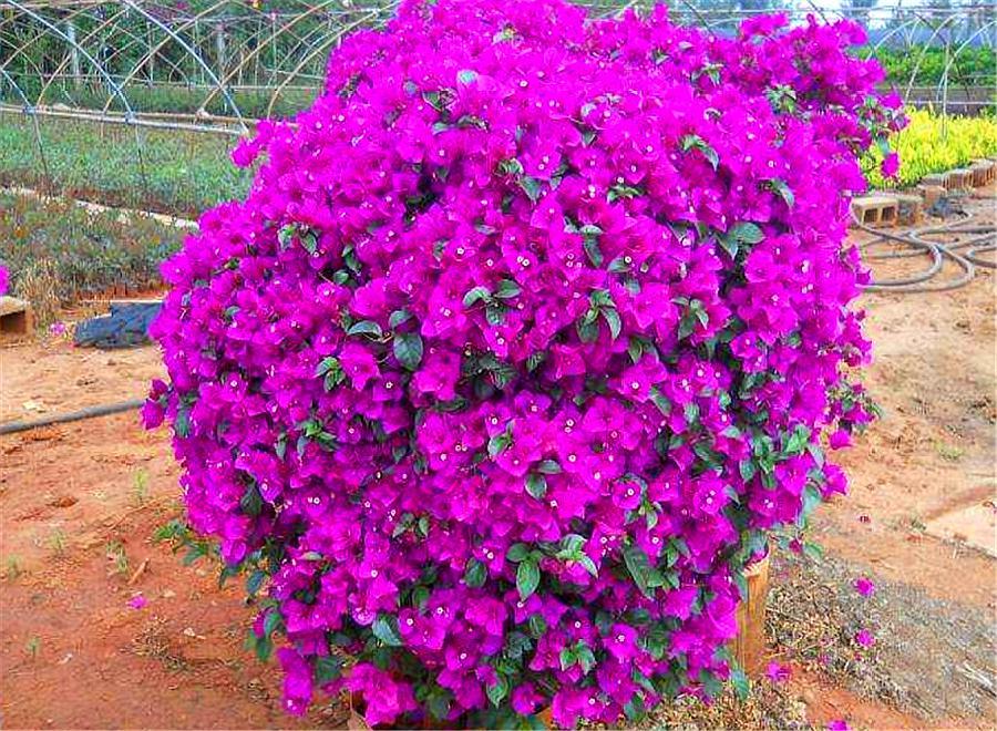 三角梅最怕冻伤冻害，做好这5件事，到了春天就爆盆