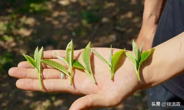 绿茶冲泡基础知识和技巧,绿茶冲泡大师