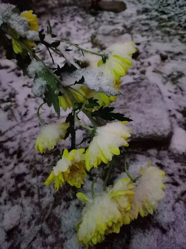 早安营口直播,早安营口最新版