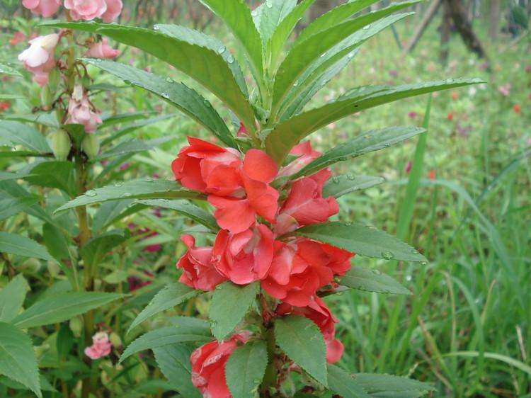 农村蛇多怎么能赶走蛇怕什么,夏天来了蛇出没