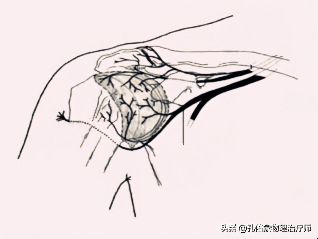 肩周炎肩膀疼是什么原因造成,肩周炎导致的肩膀疼痛怎么缓解