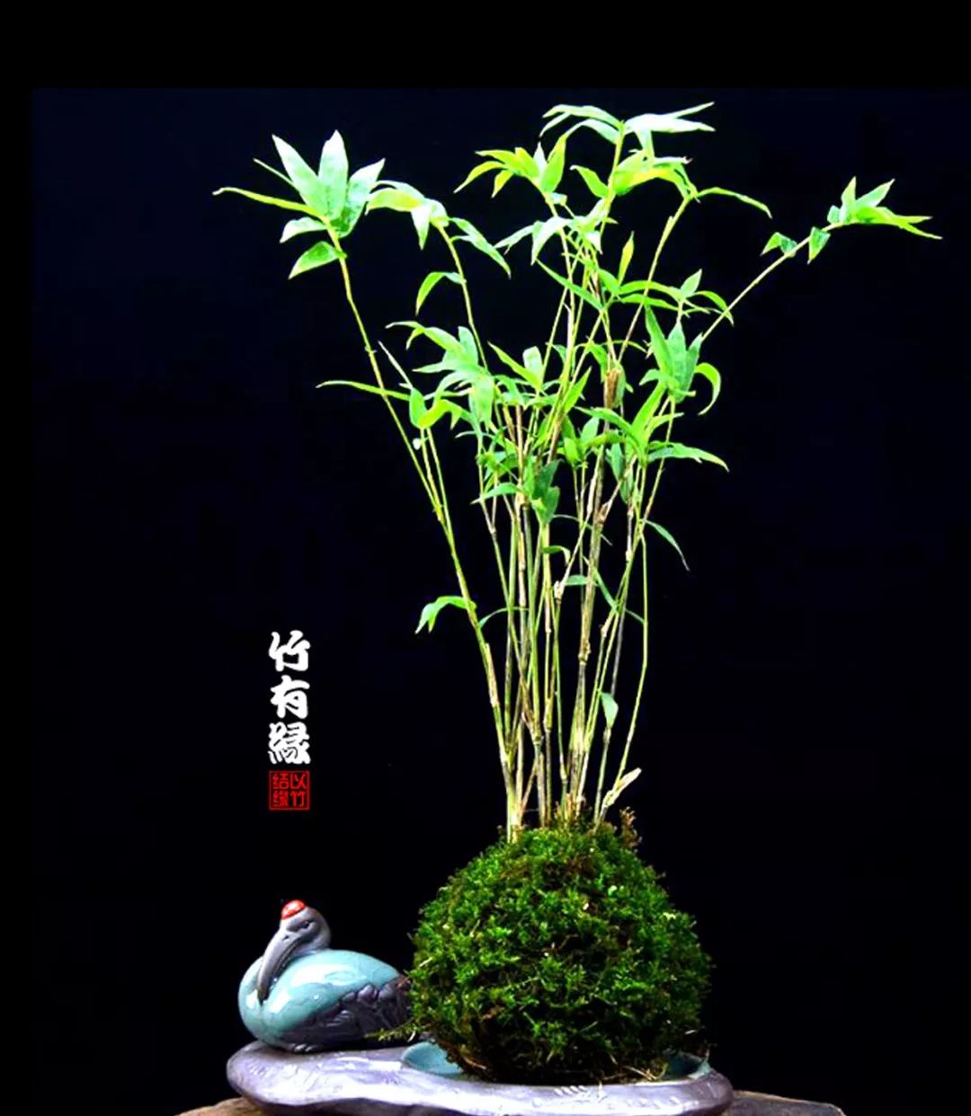 《竹子浇水宝典》竹子浇水是门大学问！