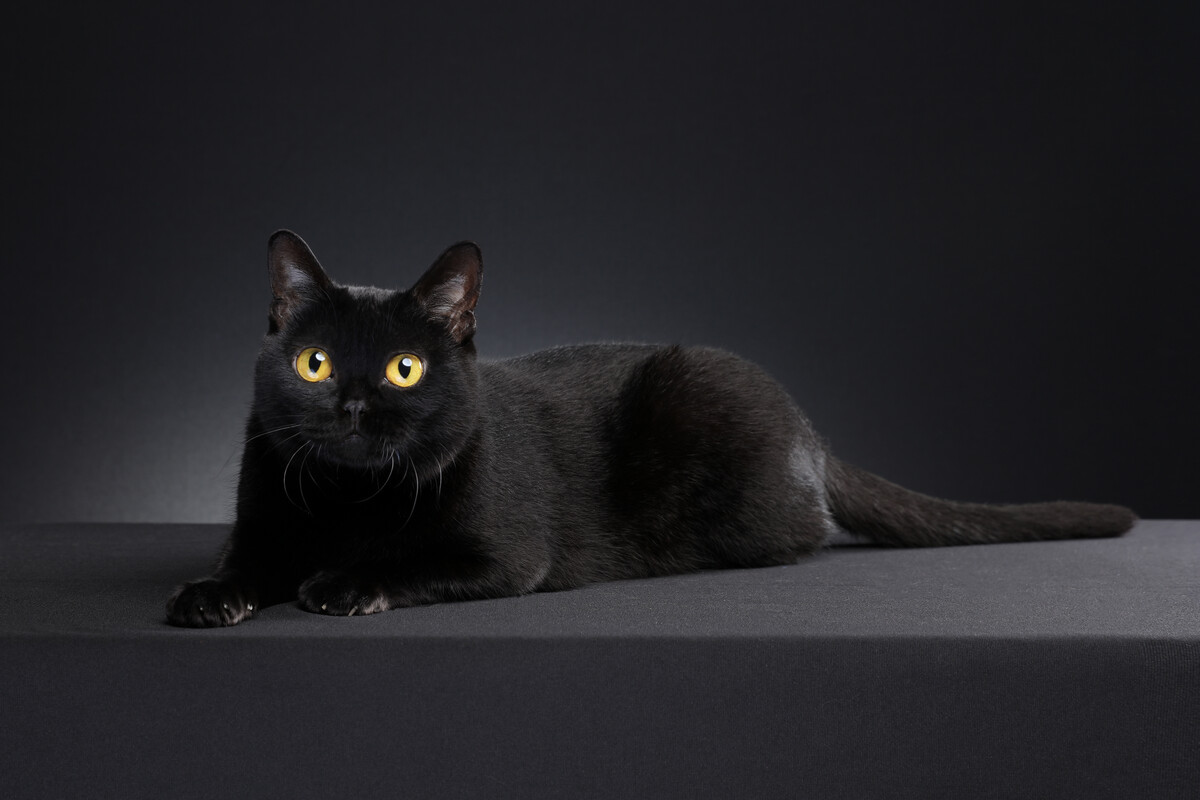 猫咪寿命比较长的有哪些,猫咪的寿命一般在多长时间左右