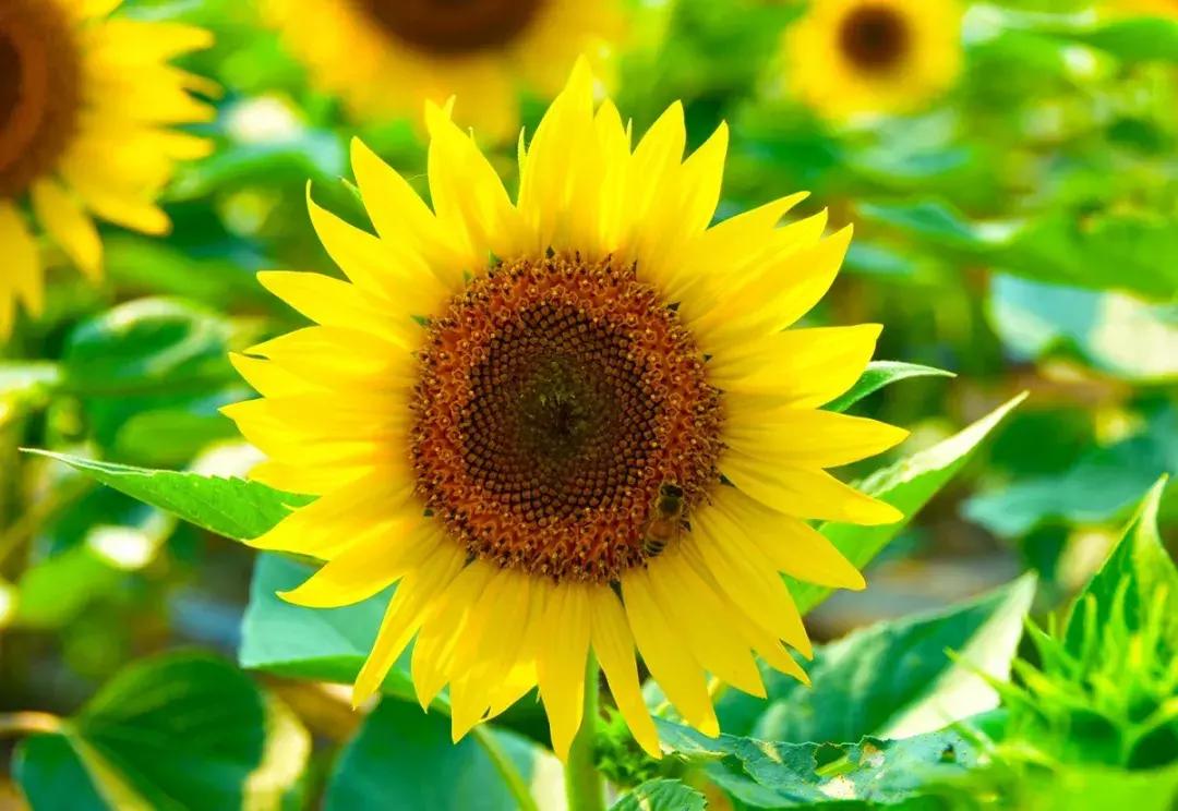 七彩花田向日葵视频,新向日葵花海视频