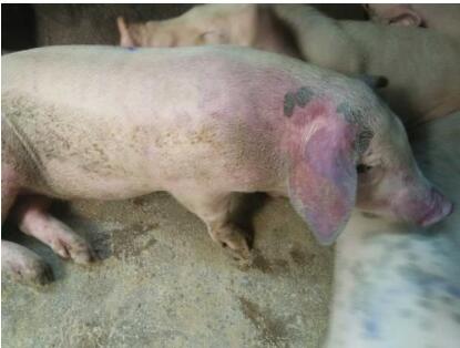 猪流感的症状及治疗方法,猪流感的最佳治疗方案