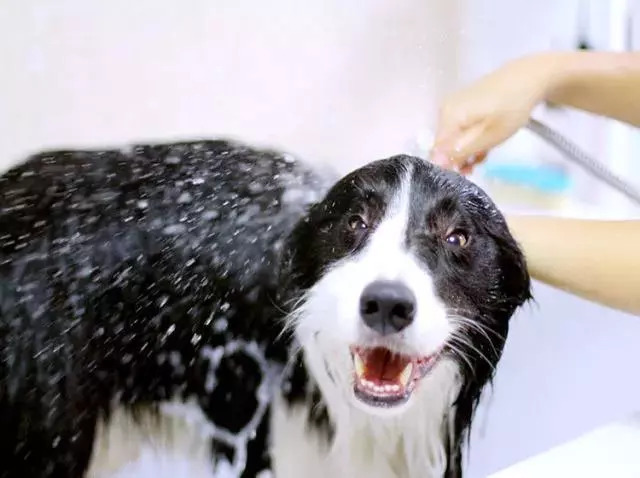 狗狗不爱干净经常洗澡怎么办,狗狗不爱洗澡怎么办