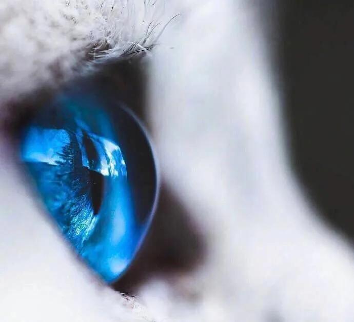 猫咪眼中的漂亮猫咪是什么样的,猫咪猫眼照片