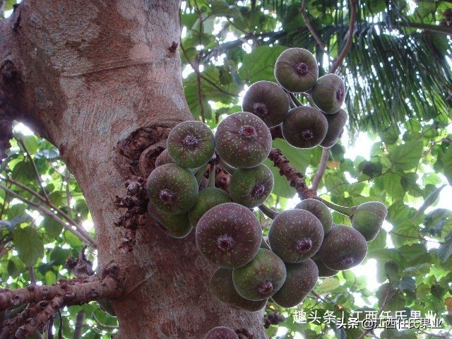 山竹树栽哪个品种最好吃,山竹树的种植方法和图片