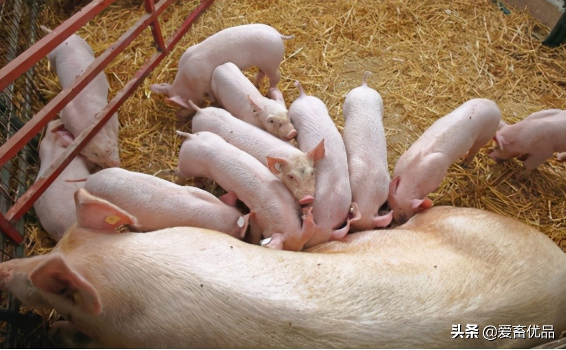 母猪乳房炎正确治疗方法，老兽医无私分享，养猪户学会不花冤枉钱