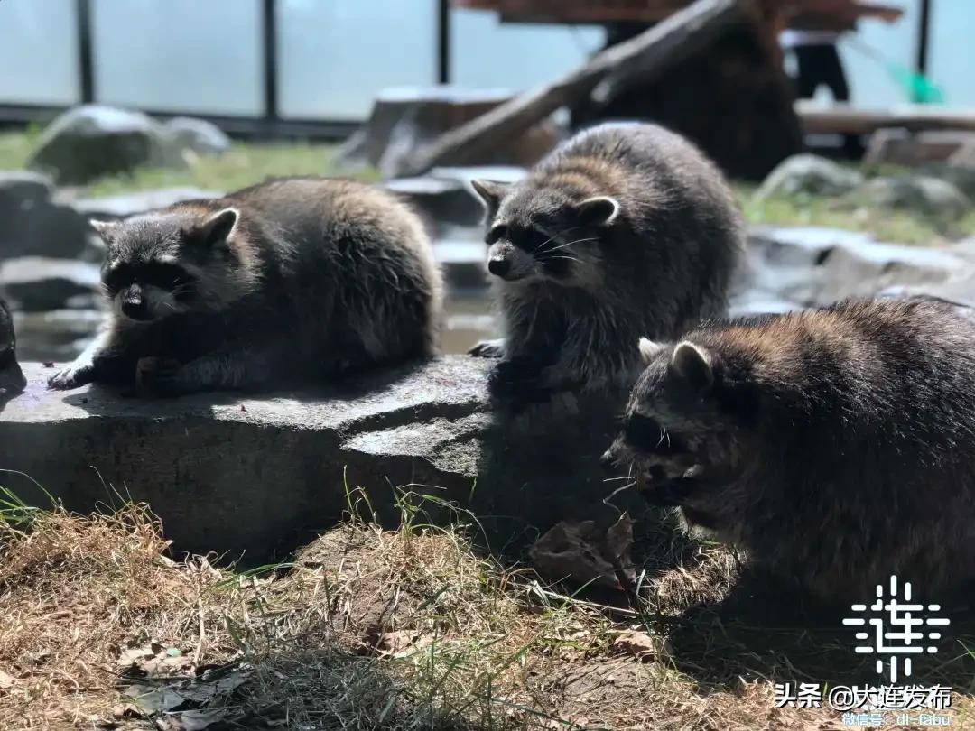 大连地区中秋出游攻略,大连中秋节旅行攻略