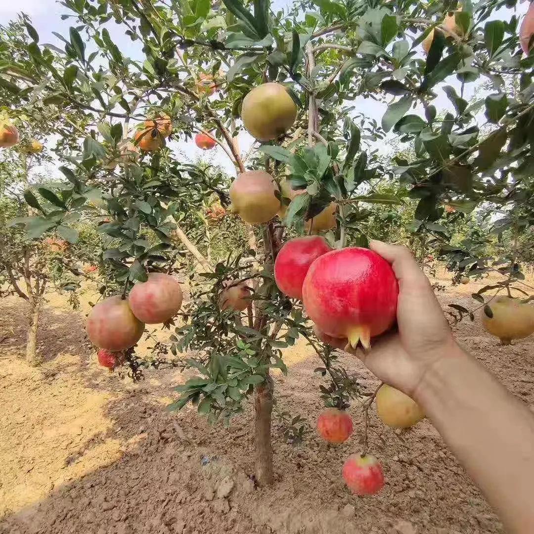 突尼斯软籽石榴树苗直播间,突尼斯软籽石榴树几月份开花
