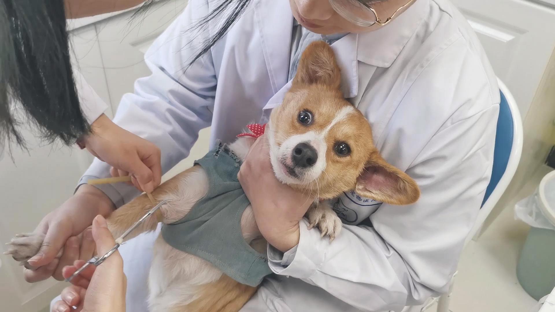 狗狂犬病发作的症状表现,得了狂犬病的狗是什么症状视频