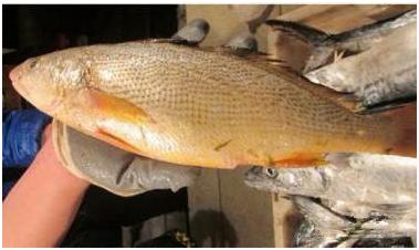 看图识海鲜，这些水产海鲜你都认识吗？