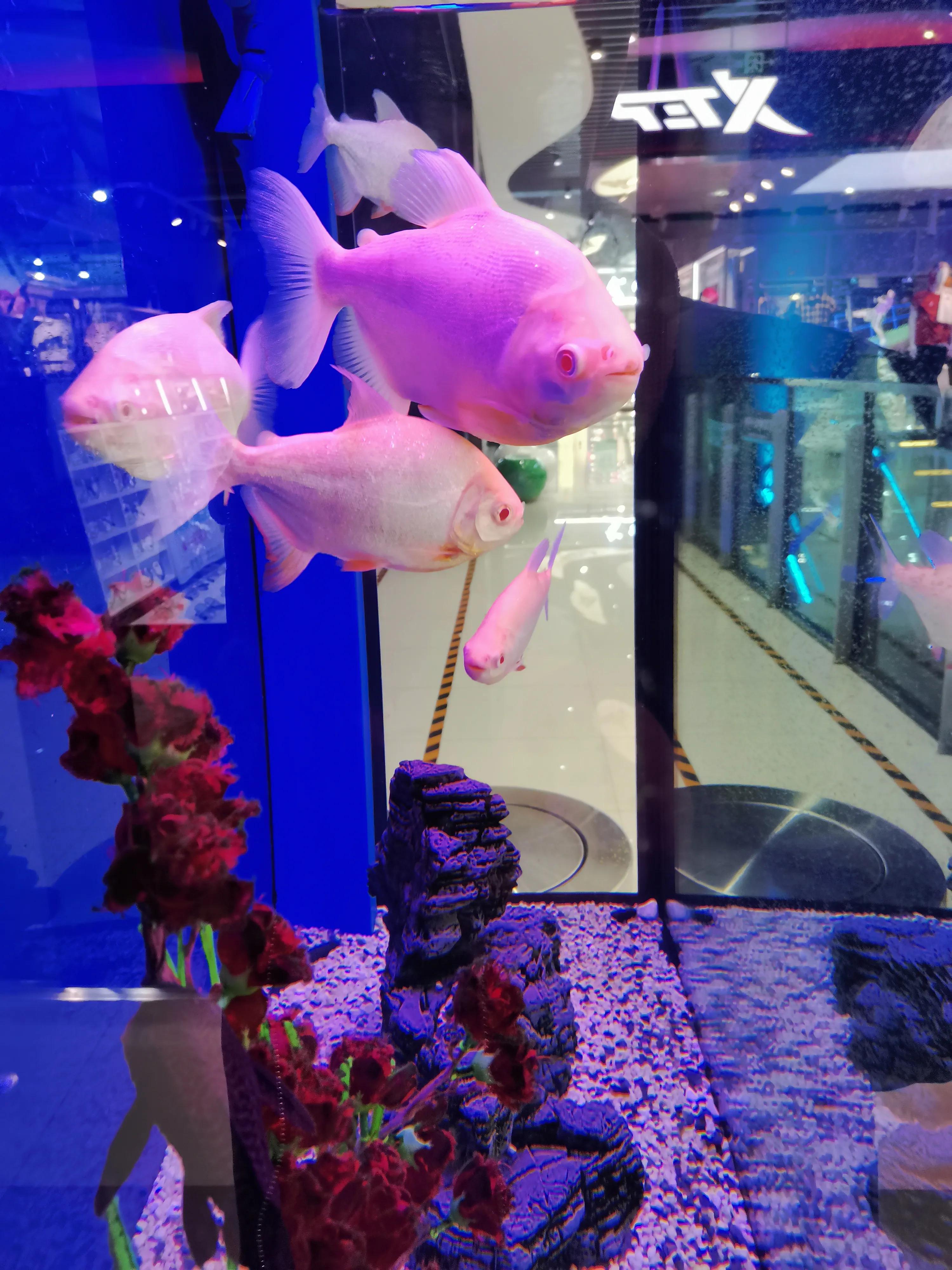 什么样的鱼叫财神鱼,世界上最奇怪的淡水鱼是什么鱼