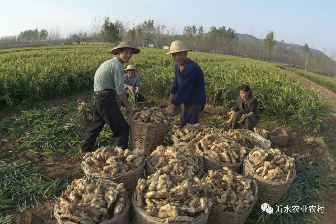 种养产业推动乡村振兴工作,我县壮大特色农业引领乡村振兴