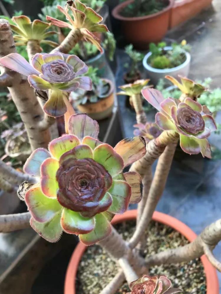 多肉植物法师黑腐了怎么“救”？这2招了解一下吧