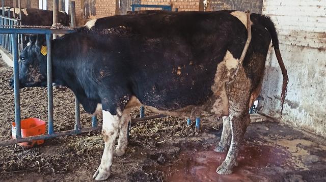 提高奶牛产奶量的技术措施,如何提高奶牛的产奶量的方法