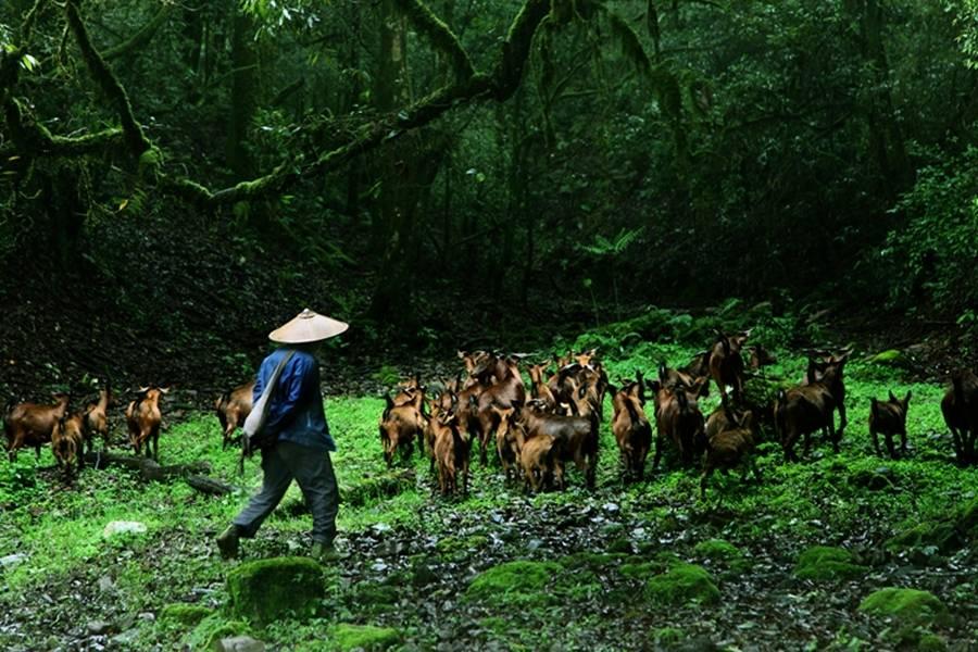 在竹溪河发现宫崎骏里的花海,昆明偶遇宫崎骏世界里的草原