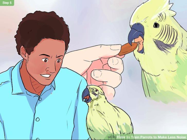 鹦鹉控食训练一般多长时间,怎么训练鹦鹉不随便拉便便