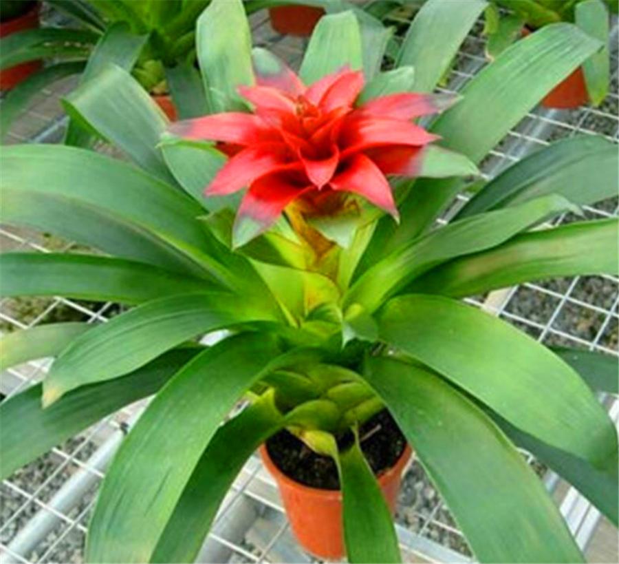 养最美年宵花鸿运当头，学会4个“巧办法”，叶子油绿开花多