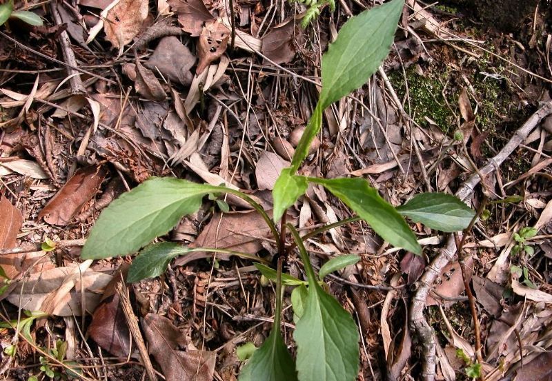 山上的野花有哪些可以盆栽,哪种野花更能作为家里的盆栽