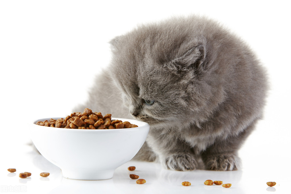 猫咪也会放屁吗,猫咪最近老是放屁是怎么回事