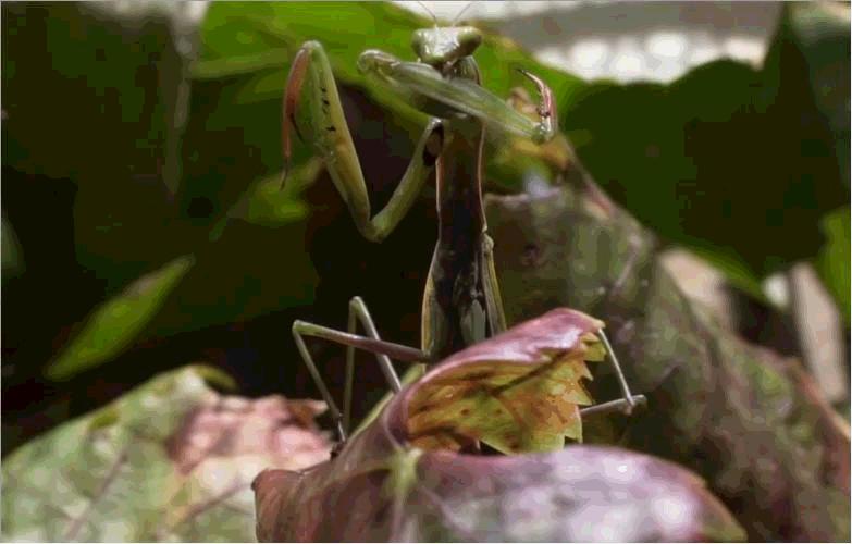 动物侠记：双刀客螳螂，双刀斗遍武林豪杰，却是个怕老婆的主