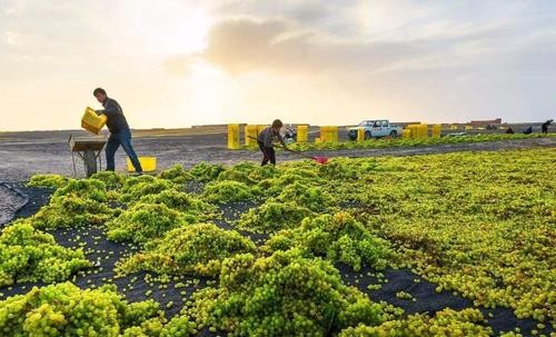去新疆怎么买葡萄干,去新疆不要问葡萄干多少钱一斤