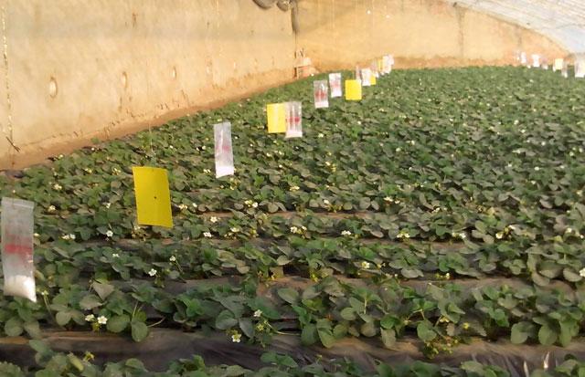 草莓大棚蚜虫用什么药剂,草莓白粉病防治特效农药